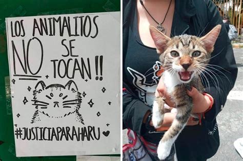 Exigen justicia para gato asesinado a golpes por youtuber chileno